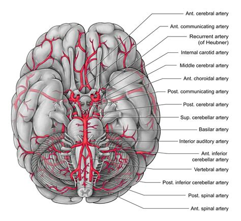 Posterazzi: Arteries of the Brain Illustration Rolled Canvas Art - Evan OtoScience Source (24 x ...