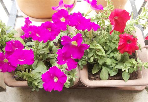Petunias Petunias (And Calibrachoa) Everywhere, In The Container Garden! - creative jewish mom