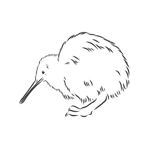 kiwi bird vector sketch 17050849 Vector Art at Vecteezy