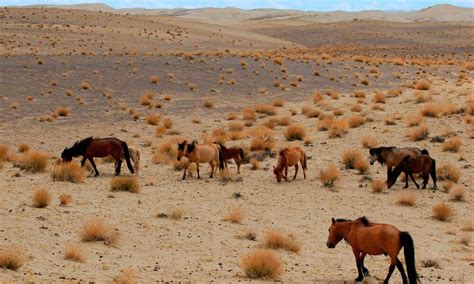 Promoting Dryland Sustainable Landscapes and Biodiversity Conservation in the Eastern Steppe of ...