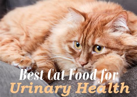 The 8 Best Cat Foods For Urinary Tract Health 2023 [Prevent Urinary Blockage] - Cat Mania