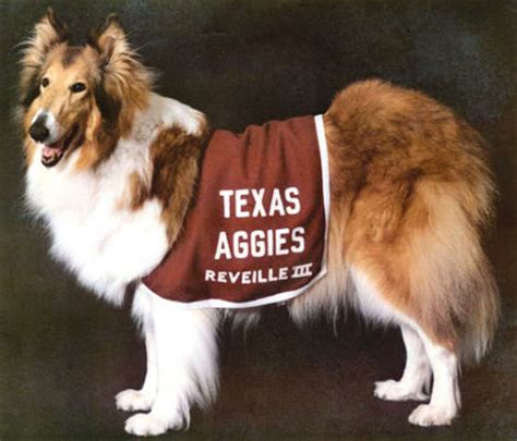 Aggie mascot Reveille VIII to retire at school year's end