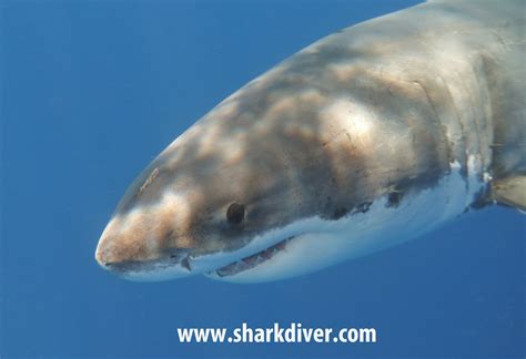 Are white sharks parenting their offspring? - SharkDiver