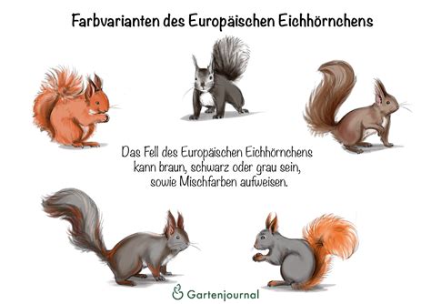 Eichhörnchen » Futter, Lebensweise und Infos zu den putzigen Tierchen