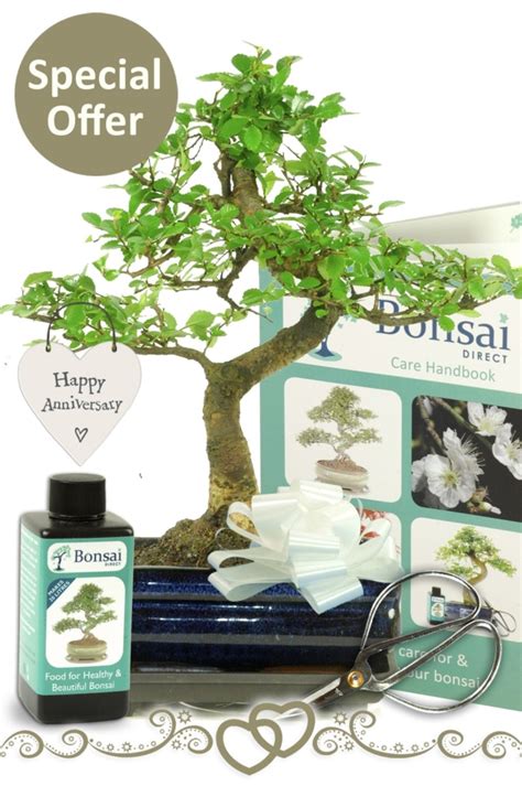 Indoor Bonsai Anniversary/Wedding Gift. Free delivery to most areas.