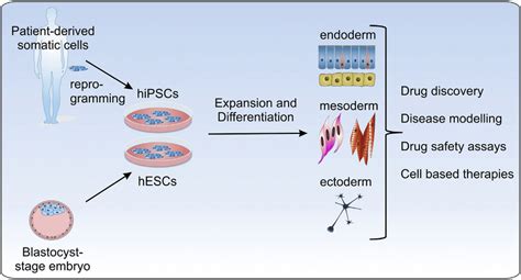 Possible industrial and clinical applications of human pluripotent stem... | Download Scientific ...