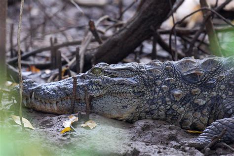 Friendly Animals: Mugger Crocodile