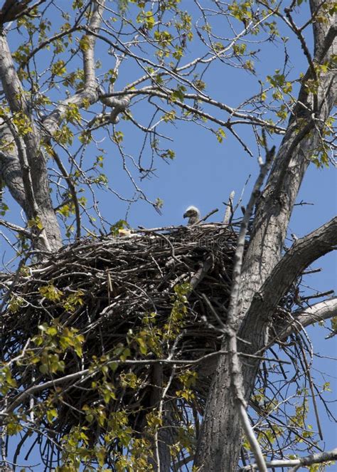 Baby Bald Eagle in Nest stock image. Image of wildlife - 47096927