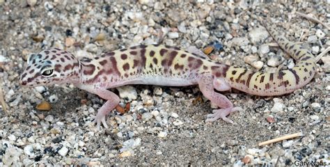 Desert Banded Gecko - Coleonyx variegatus variegatus