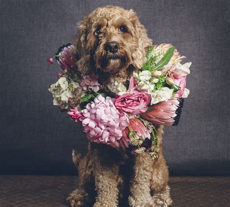 Dogs wearing flower crowns - Google Search | Dog flower, Cute animals ...