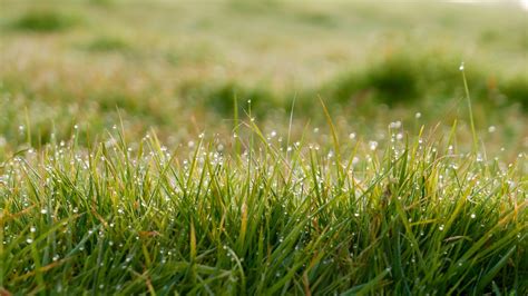 Download Dew Drop Close-up Blur Nature Grass 4k Ultra HD Wallpaper