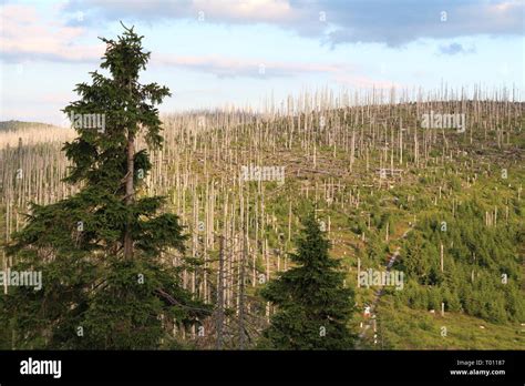 Bavarian Forest National Park Stock Photo - Alamy