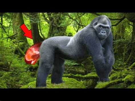 Gorilla Gave Birth To Something Rare, And The Staff Screamed When They ...