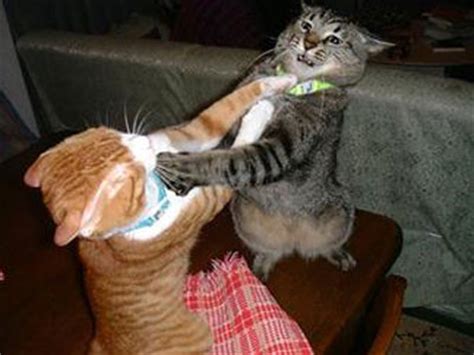 Cat Fight | Funny and Cute Cats Gallery