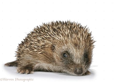 Baby hedgehog photo WP33956