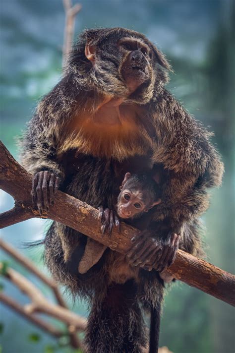 Meet Sterling, Our Baby Saki Monkey! - Como Zoo Conservatory