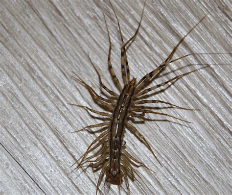 House Centipede Bite Symptoms