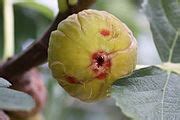 Category:Figs of France - Wikimedia Commons