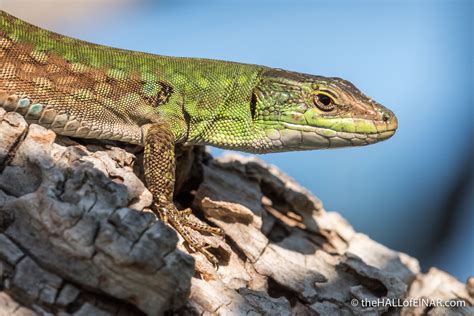 Italian Wall Lizard sunbathing in April – the HALL of EINAR