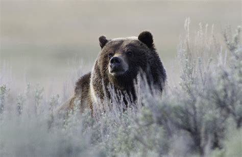 Hunting Grizzly Bears