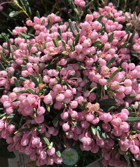 Bog Rosemary (Andromeda polifolia 'Blue Ice') - Garden.org