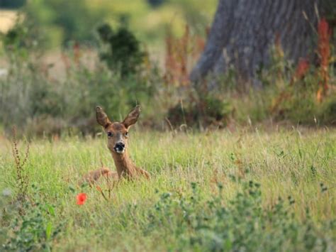 Roe Deer vs Red Deer Comparison (key differences explained)