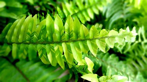 Boston Fern - Nephrolepis Exaltata - Diaco's