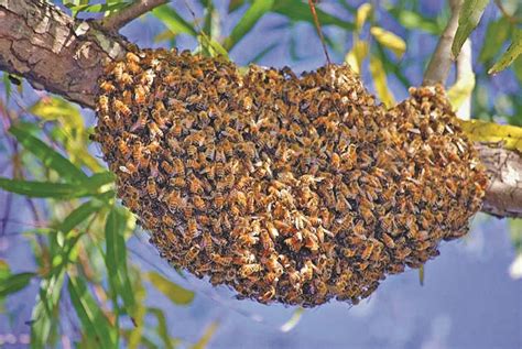 Honey bee swarm season is beginning now in much of Colorado - Berthoud ...