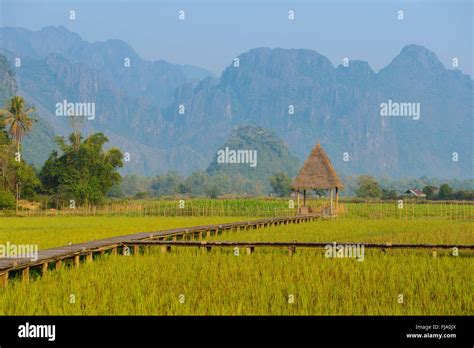 Rice fields farm at Laos Stock Photo - Alamy