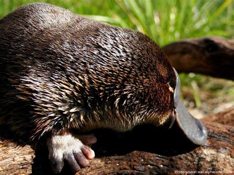 Interesting facts about platypus | Just Fun Facts