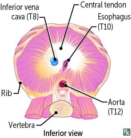 Esophageal Hiatus Anatomy