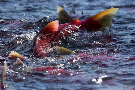 Sockeye salmon run in B.C.’s Fraser River remains low while Ottawa takes action - The Globe and Mail