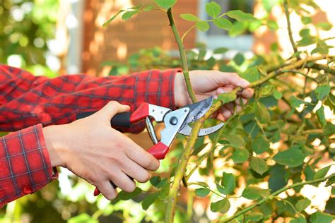 Fall Rose Care - How To Prepare Rose Bushes For Winter