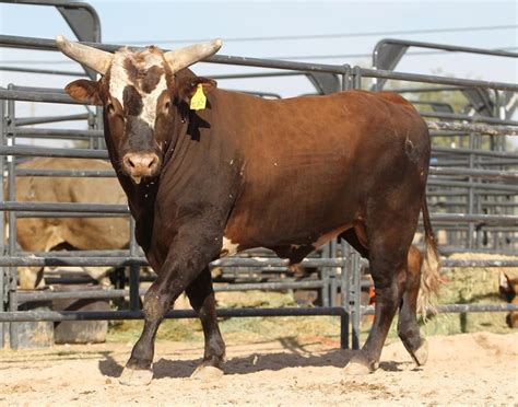 Bushwacker the bull i have been watching since his career started ...