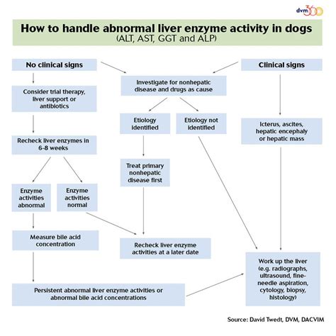 Why Are My Dogs Liver Enzymes So High