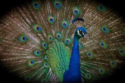 Peacock on parade | Smithsonian Photo Contest | Smithsonian Magazine