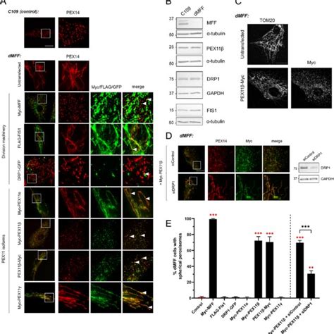 Expression of MFF in PEX11β-deficient fibroblasts induces peroxisome ...