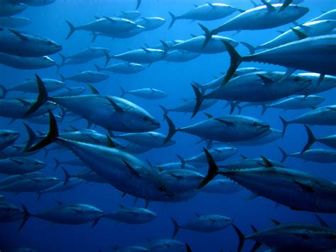 Atlantic Bluefin Tuna Facts: Habitat, Diet, Conservation & More