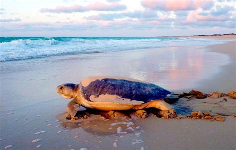 Flatback Sea Turtle – "OCEAN TREASURES" Memorial Library