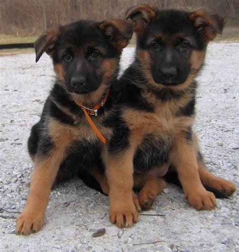 Black And Red German Shepherd Puppies For Sale | PETSIDI