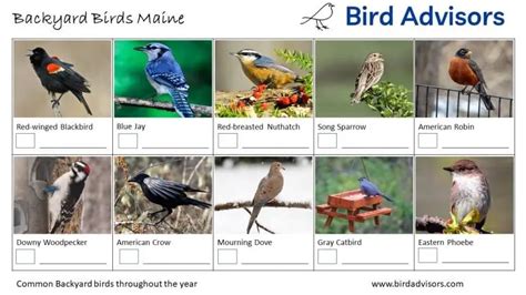 Top 33 Backyard Birds In Maine (Free Id Charts) - Bird Advisors