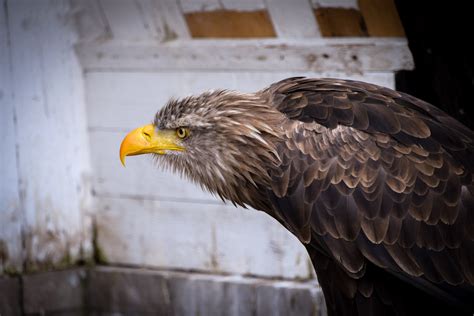 Germany, Nature, Animals, Nikon, Eagle, Photography Wallpapers HD ...