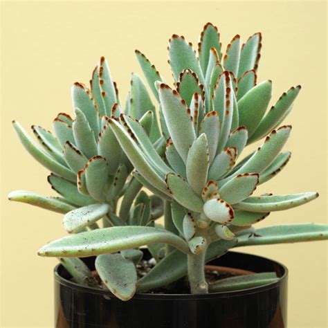 10 of the Best Indoor Succulents for Beginners to Grow as Houseplants | Suculentas, Plantas ...