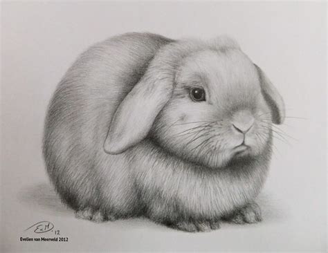 Holland Lop | Graphite pencil drawing. - - - Hangoordwergje.… | Flickr