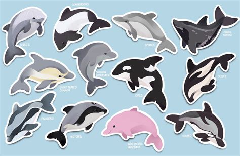 Dolphin Stickers FREE Shipping | Etsy