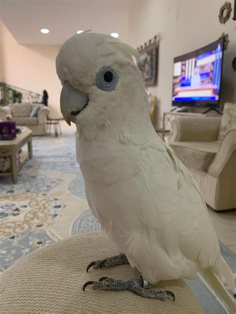 Hey parrot lovers, I have had this cockatoo for 7 years now but i cant ...