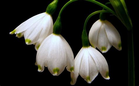 January Birth Flower Snowdrops wallpaper 1080p (1280 x 800 ) - Flower ...