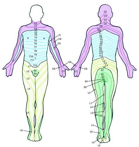 Dermatomes Leg | www.pixshark.com - Images Galleries With A Bite!