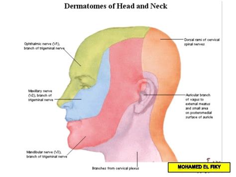 Anatomy of scalp