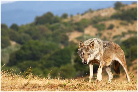 Apennine wolf (Canis lupus italicus) | JuzaPhoto